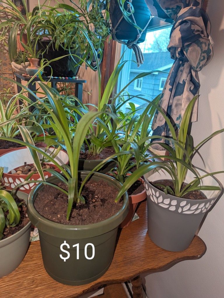 House Plants