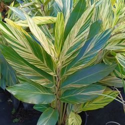 Variegated Shell Ginger Plants 7gl $25💚🌿