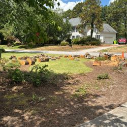 Free River Birch Wood