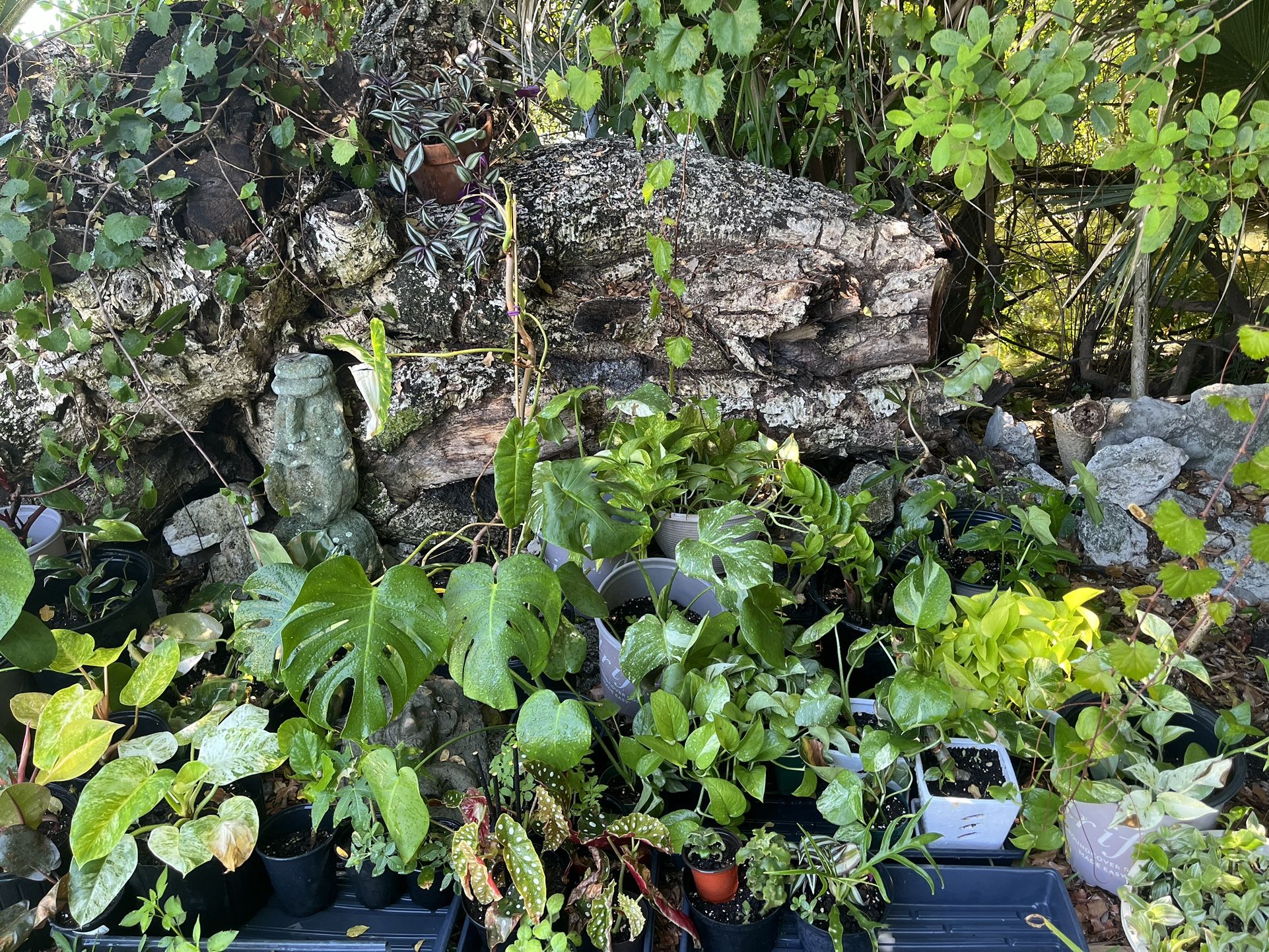 Plant Sale