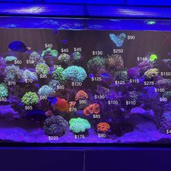 Plastic Saltwater Coral Decorations
