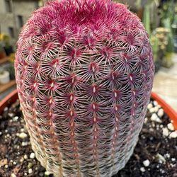 🌵 Rainbow Cactus • Rare Plants • Cacti 🌵 