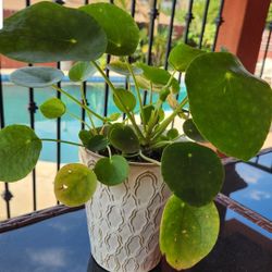 Pilea Chinese Money Plant 