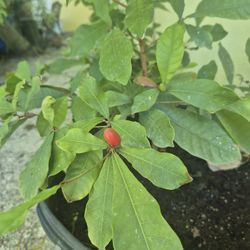 Miracle Berry Plants