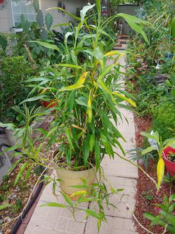 Lucky Bamboo. Big pot plant