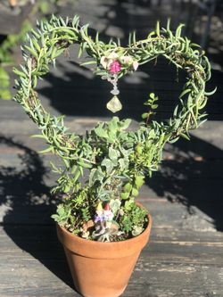 $19 Heart shaped Wreath plant