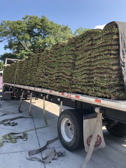 Fresh St Augustine Sod Sale