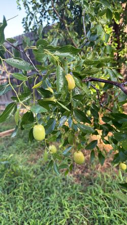 Jujube verde.  1 pound
