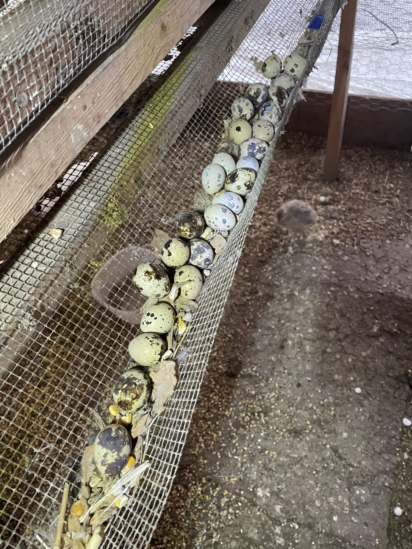 Quail Eggs