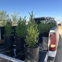 Hop Seed Bush (Dodonea Viscosa) 5 Gallon $15 Each 