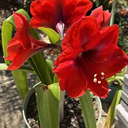 BLOOMING AMARYLLIS PLANTS IN PLASTIC POT FOR SALE