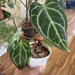 Anthurium Crystallinum 