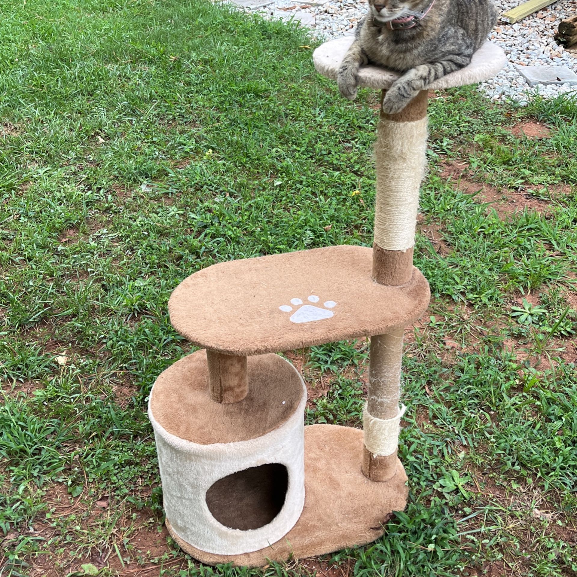 Cat Tree and Condo