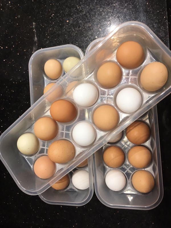 Hatching/fertile eggs for sale for Sale in Miami, FL OfferUp