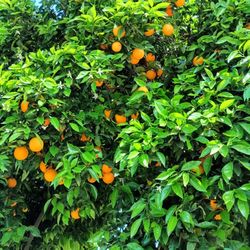 Cut Yourself Oranges Naranjas Para Que Usted Cortar
