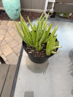 Aloe 