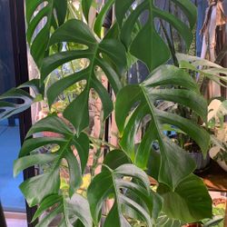 Mexican Monstera Sierrana