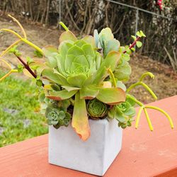 Succulent arrangement
