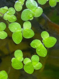 Giant Duckweed Floating Aquarium Plant 
