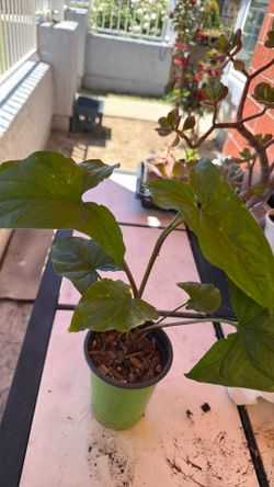 Plants