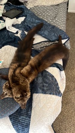 This is a vintage fur stole featuring a label from Schneider Bros., Inc. of San Francisco, a known luxury furrier. The piece consists of dense, brown-