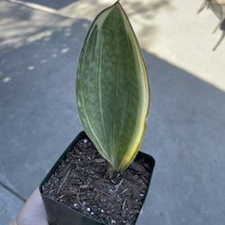 4” Variegated Sansiveria Whale Fin 