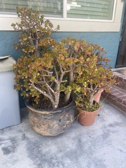 Large Grown Jade Plants