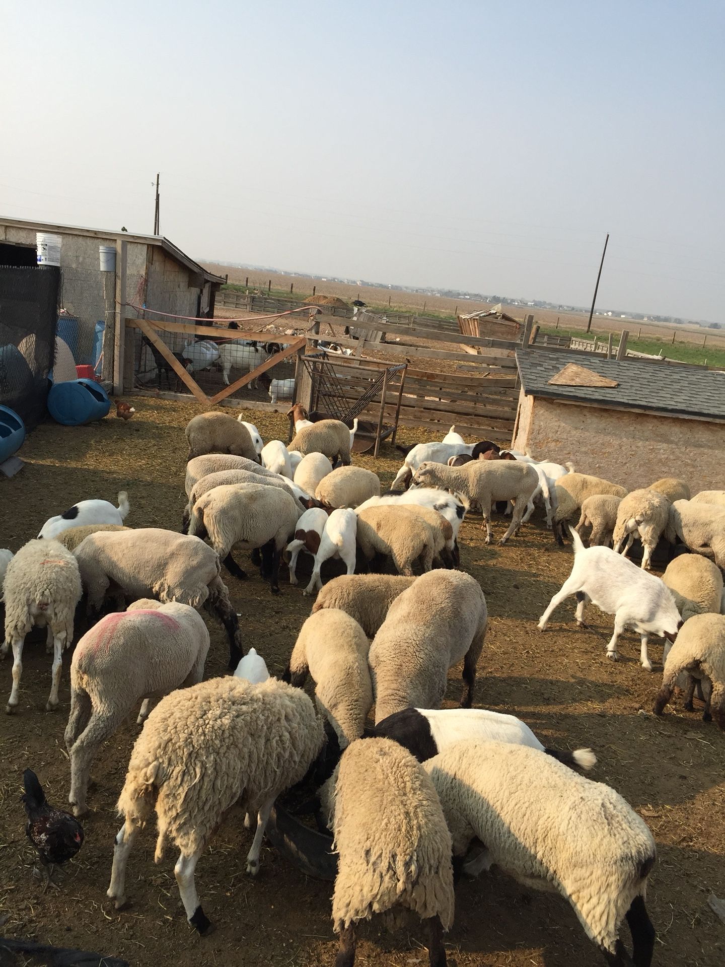 Chivos y borregos de venta y borregas para cría