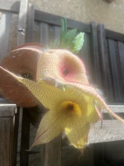 Starfish living succulent plants Stapelia Gigantae many sizes available well established and rooted the large plant will bloom in the near future