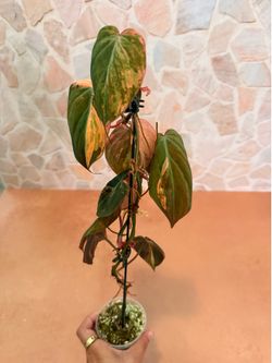 Philodendron Mican Highly Variegated - Orange 3inch