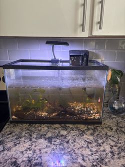 10 gal fish tank