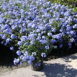 Plant /Planta "Blue Plumbago" 