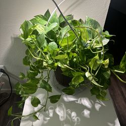 1 pack Live pothos house plant with 2 grow lights