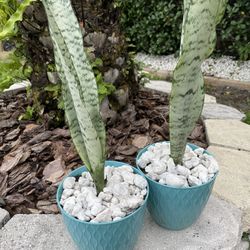 Snake Plants Real Natural Decorative Plant With Pot And White Stone