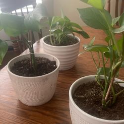 Plants. Vines And Monesteras  