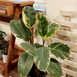 Living Plant 🌱24"H Rubber Tree on 7"H Pot ::: Indoor