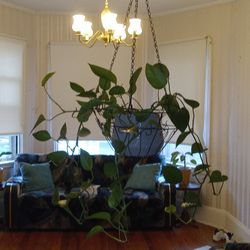 House Plant With Ceramic Pot & Hanging Basket