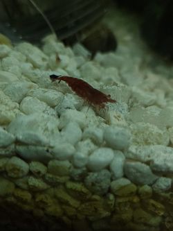 Fresh Water Shrimp