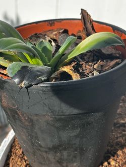 Cabbage head agave/ cactus plant