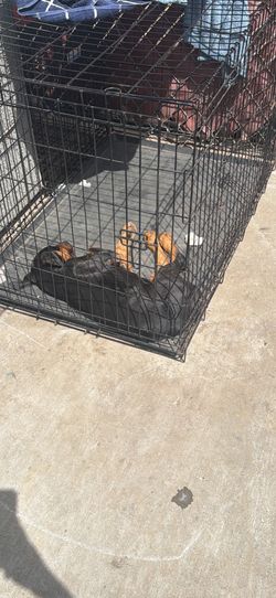 Dog cage