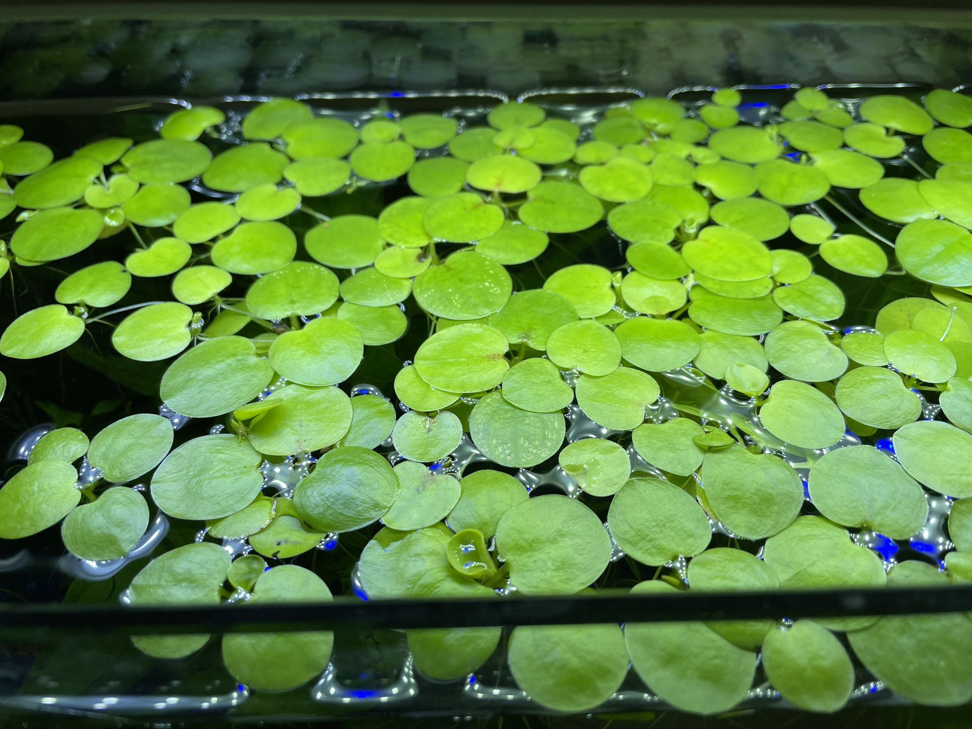Mini Amazon Frogbit Floating Freshwater Aquarium Plants