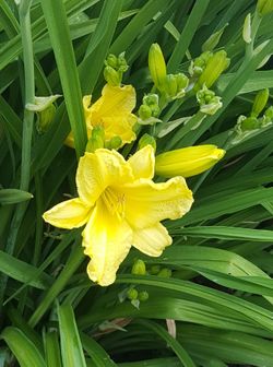 Perennial Daylilies Big  Bush Landscaping Plants 