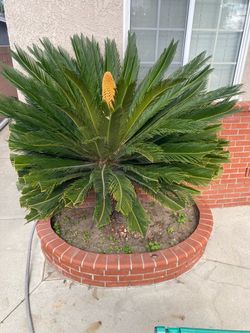 Sego Palm