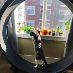 Fast Cat Wheel For Play & Exercise 
