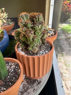 Monstrose Peruvian Apple Cactus 🌵 – Unique Collector Specimen