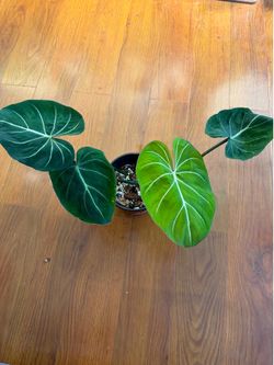 Philodendron gloriosum