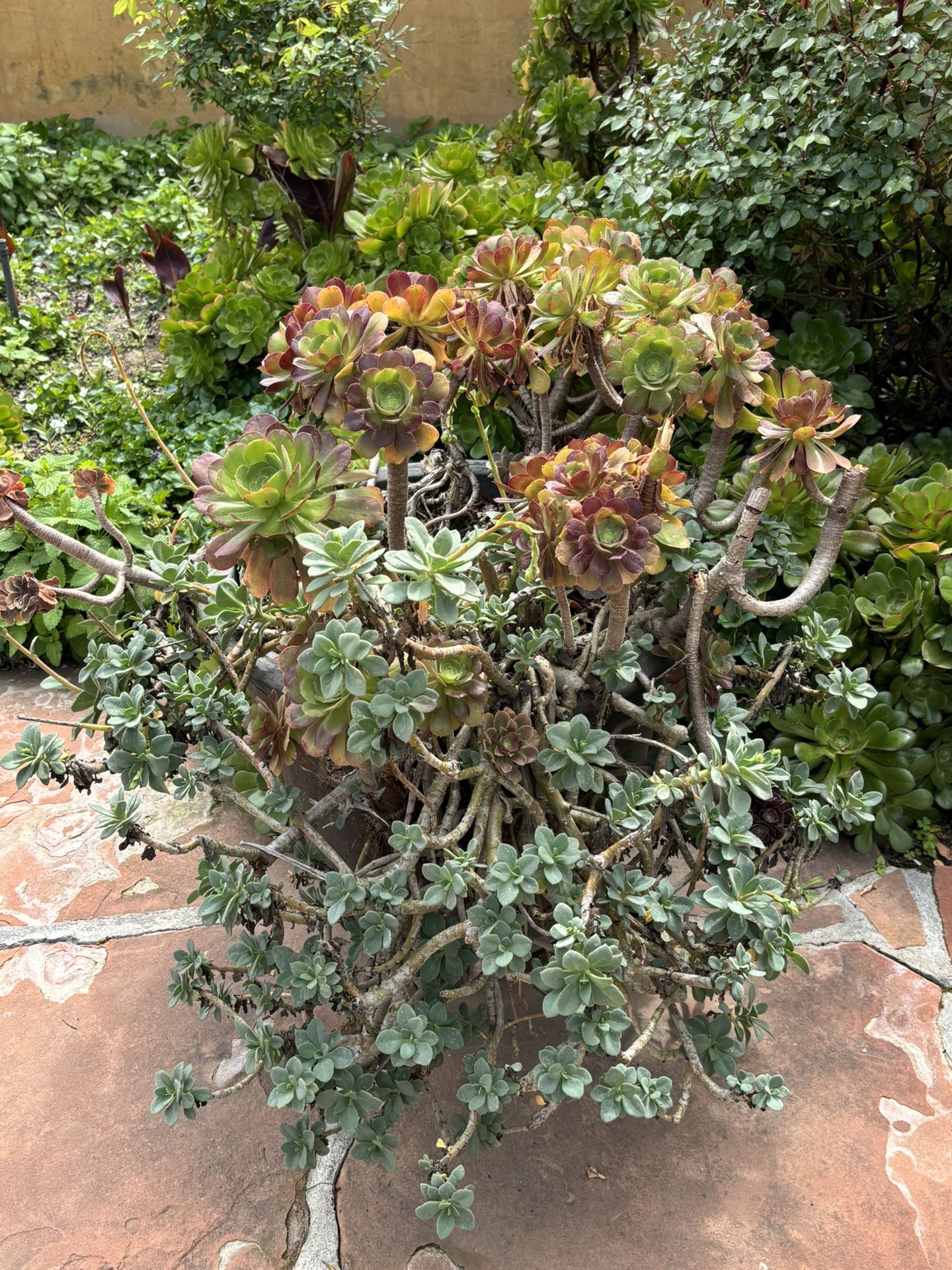 Large Resin Pot Filled With Succulents