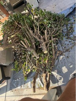 Free Tree Branches/FIRE Wood