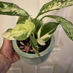 Combination Planter | Dieffenbachia “Vesuvius” | Fittonia “Frankie” | Manjula Pothos | Asparagus Fern