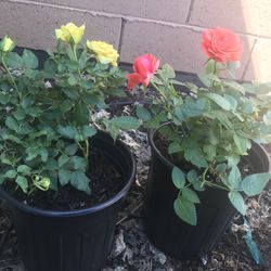 Rose flowers plants - Duo